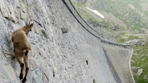 The incredible ibex defies gravity and climbs a dam 😳