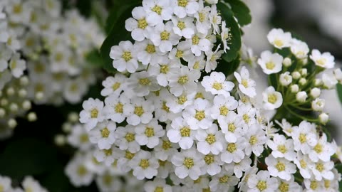 Spirea in Bloom