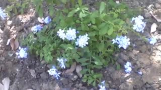 Lindas flores azuis no parque, são pequenas mas bonitas! [Nature & Animals]