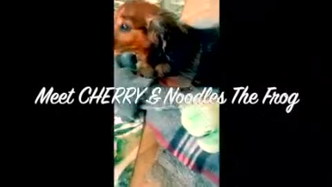 Cute wiener dog eats noodles