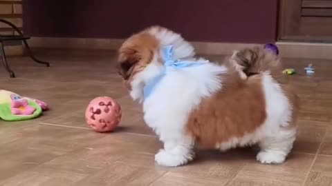 1 month old Shihtzu puppy wants to play _ Shihtzu dog puppy - Cute Animal video