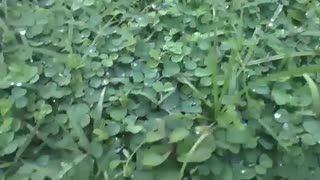 Plants with raindrops in the early morning after a little rain on grass [Nature & Animals]