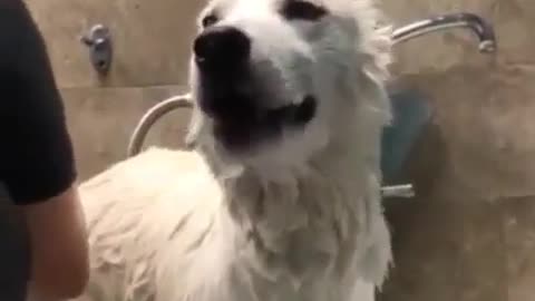 Dogs like to bathe.