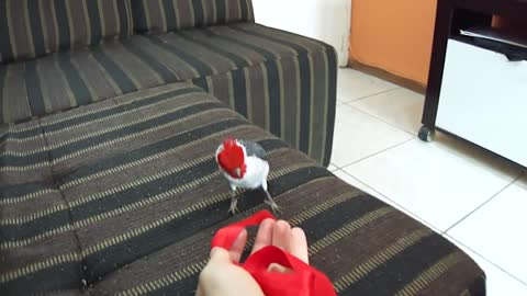 Bird Is Confused by Red Ribbon