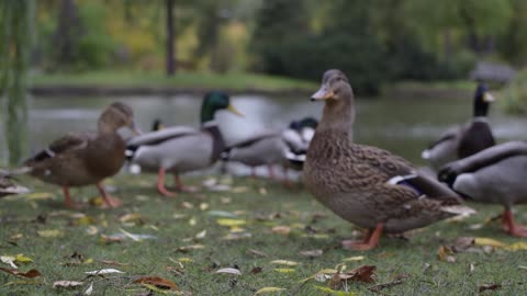 The most beautiful video clip of ducks