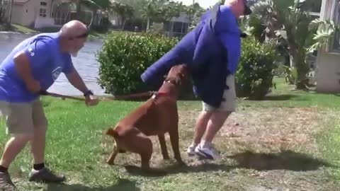 How To Make Dog Become Aggressive With Few Easy Tricks