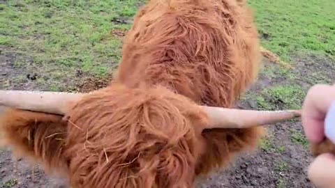 Highland Cow Runs For Treats And It's Too Adorable #short