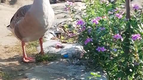 FUNNY GOOSE Videos And CUTE SWAN