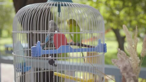 The big cage of two cute parrots standing outdoors