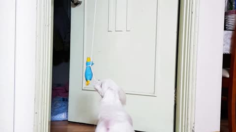 Puppy playing with a duck doll