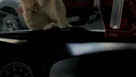Cat sitting on the car