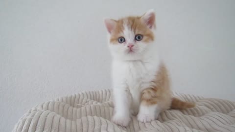 Cute British Shorthair Kitten 😻