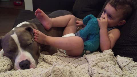 Baby relaxes by resting feet on top of Pit Bull