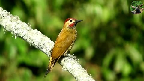 Nature and Bard animal video beautiful bird