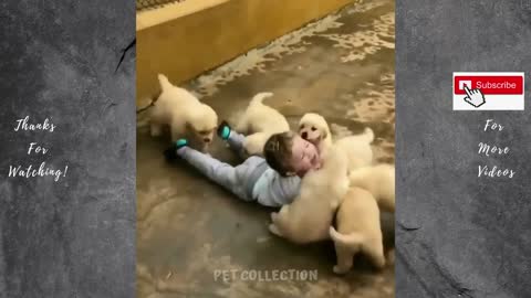 Cute and Funny Puppies playing and having fun!