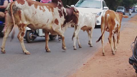 Cows crossing the road in India
