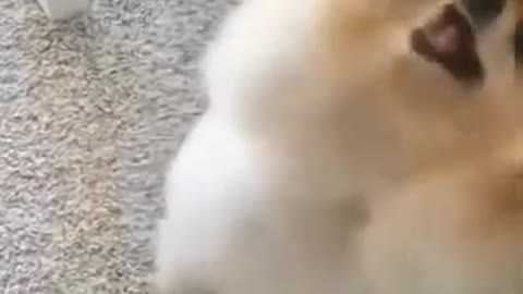 Cute dog video -