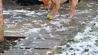 Dog Confused by Tennis Ball Frozen to the Ground