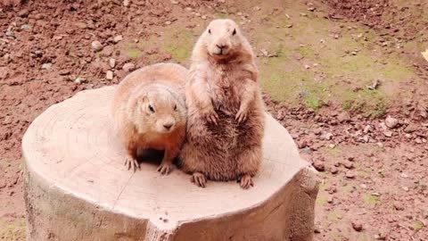 Two lovely marmots playing together