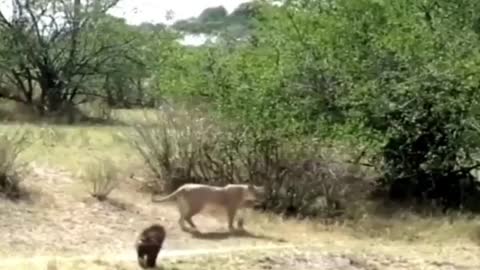 Baboons chase away lions and keep chasing lions