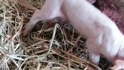 newborn piglets