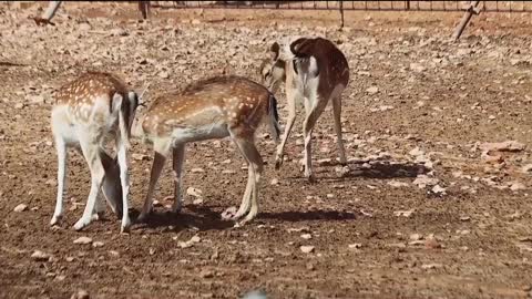 ## Deers video | cute Deers video | animal video