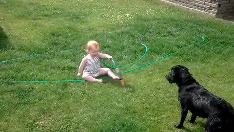FUNNY DOGS & KIDS PLAYING VIDEO
