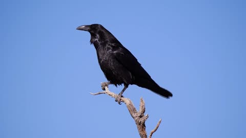 Raven Calls