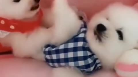 Favorite Puppy Love Videos