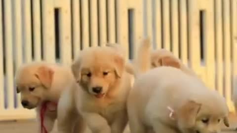 Cutest_moment_Captured_ever_of_golden_retriever puppies