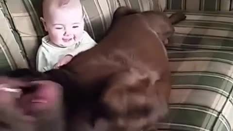 Perro y bebé comparten hermoso momento juntos