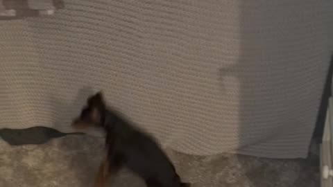 Dog Hops Trying to Find Boyfriend During Hide and Seek