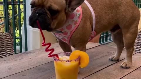 Funny Chef Dog Makes Smoothies! Funny Dog
