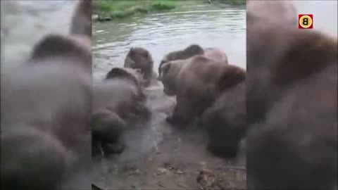 Four bears slash the body of a wolf in the zoo in front of visitors in the Netherlands