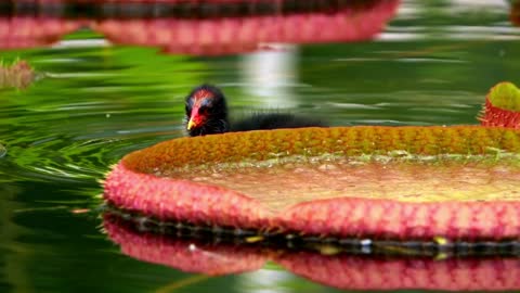 Exotic bird swimming among lotus flowers in a lake - With beautiful music
