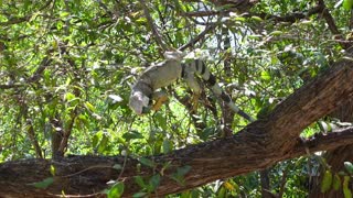 An Iguana on a Tree Eating Leaves