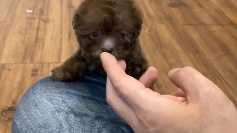 Cute puppy | coffee color puppy