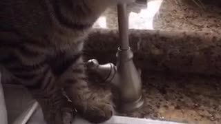 Cat struggles to get water