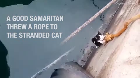 Watch: This cat’s rope of hope