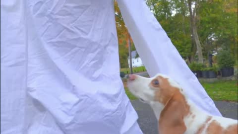 Dogs Not Afraid of GIANT Ring Girl Ghost: Funny Dogs Maymo, Indie & Potpie