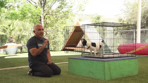 How To Train Your Puppy! With Cesar Millan