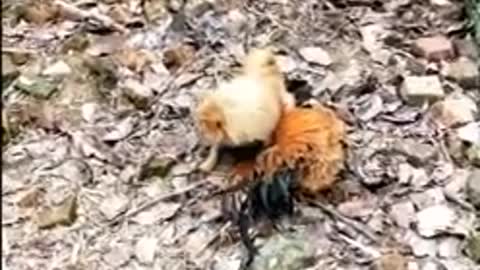 Chicken vs dog fight_Rooster and dog. When dog run like chicken. Funny Animal