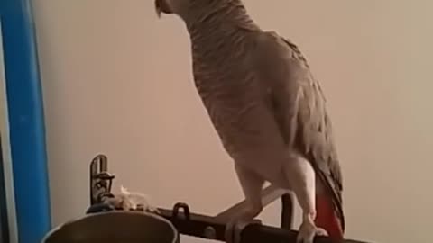 Mon perroquet gris du gabon danse - ulcan