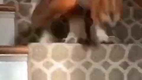 Funny dogs sliding going up and down