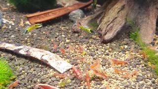 Shrimps aquarium