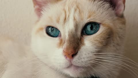 White, blue-eyed cat