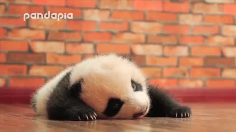 Cute Baby Panda Panda Videos