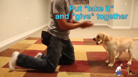 How To Teach Your Dog To FETCH Perfectly! (Dog Training Tutorial)