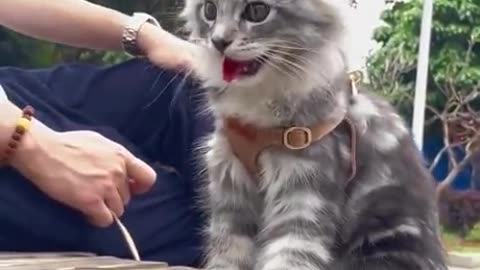 This Is What A Little Maine Coon Looks Like