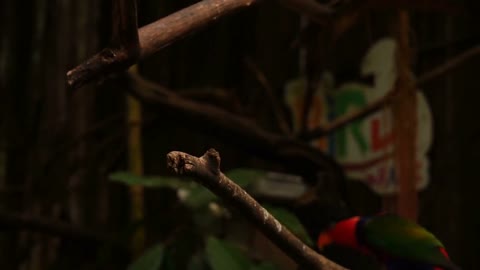 Slow motion blogger looking at parrot in zoo, person trying to take beautiful pictures
